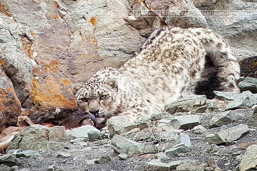 This Snow Leopard Village In Ladakh Is A Must-Visit For Wildlife Enthusiasts 718 snow leopards found in India, over 50% in Ladakh: MoEFCC Report