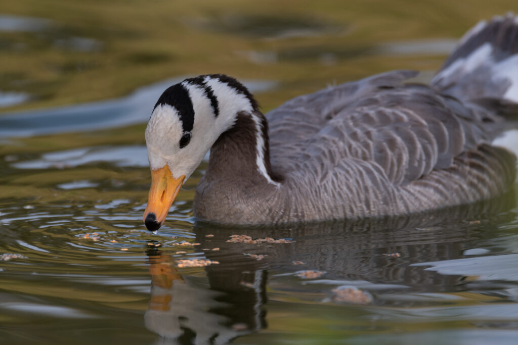Ladakh- A Paradise for Bird Watchers