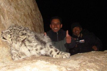 While risking life, Ladakh’s Khenrab Phuntsog has rescued 47 snow Leopards