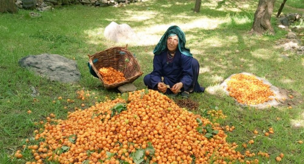 Export of apples, apricots milestone for Ladakh's economy
