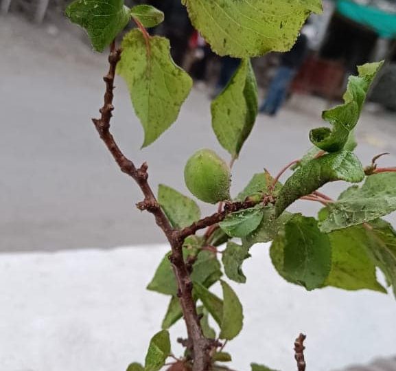 Horticulture issues recommendations to check further infestation of aphid in apricot trees