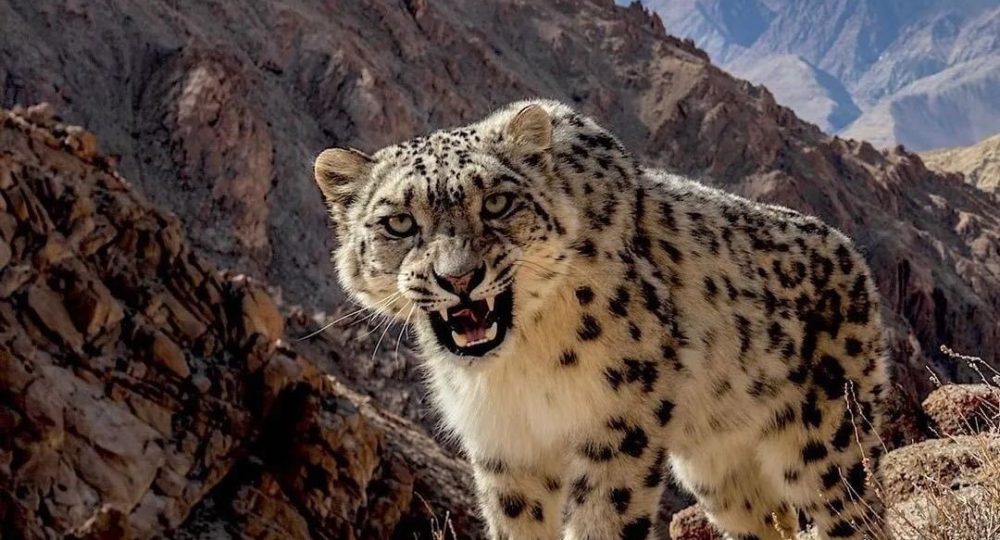 Ladakh’s infra projects endangering its wildlife